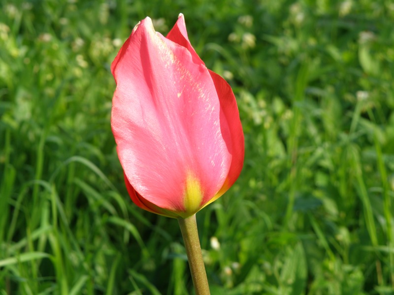 Tulipa agenensis