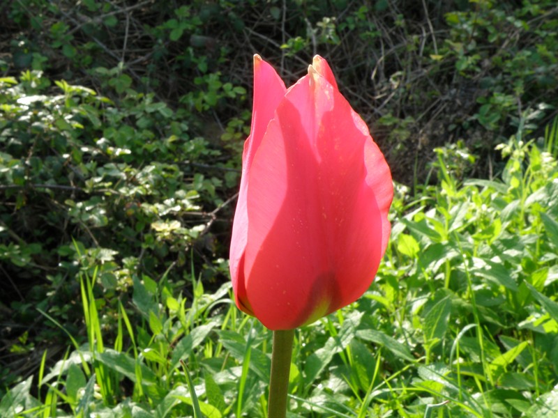 Tulipa agenensis