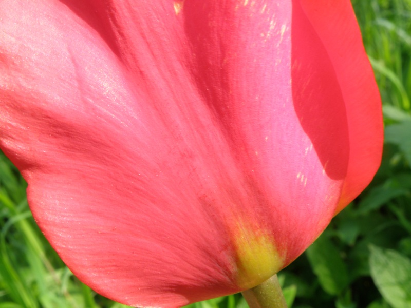 Tulipa agenensis