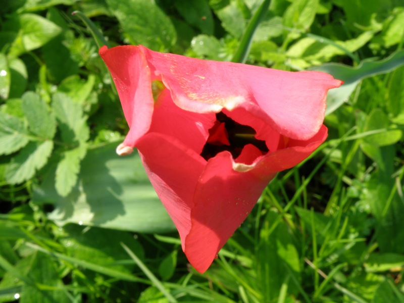 Tulipa agenensis