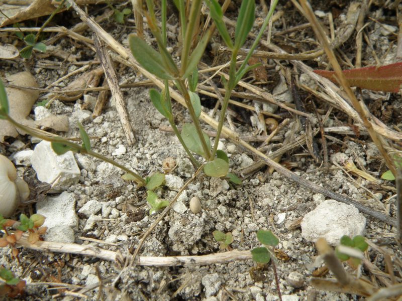 Centaurium pulchellum / Centauro elegante