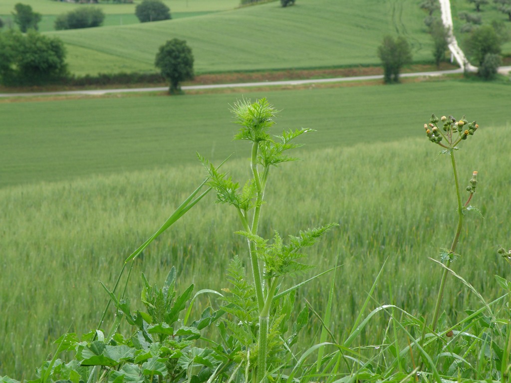 Daucus sp.