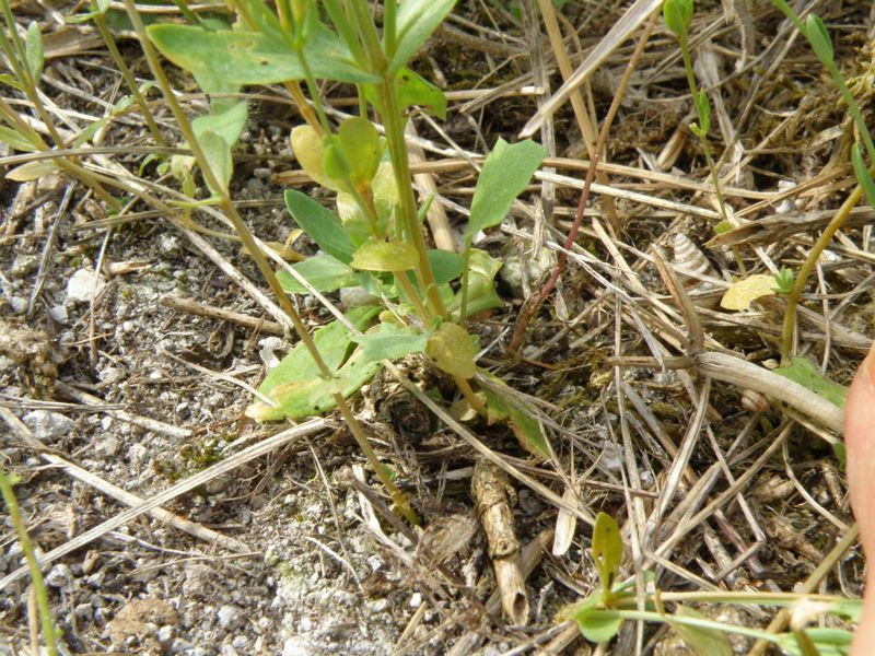 Centaurium pulchellum / Centauro elegante