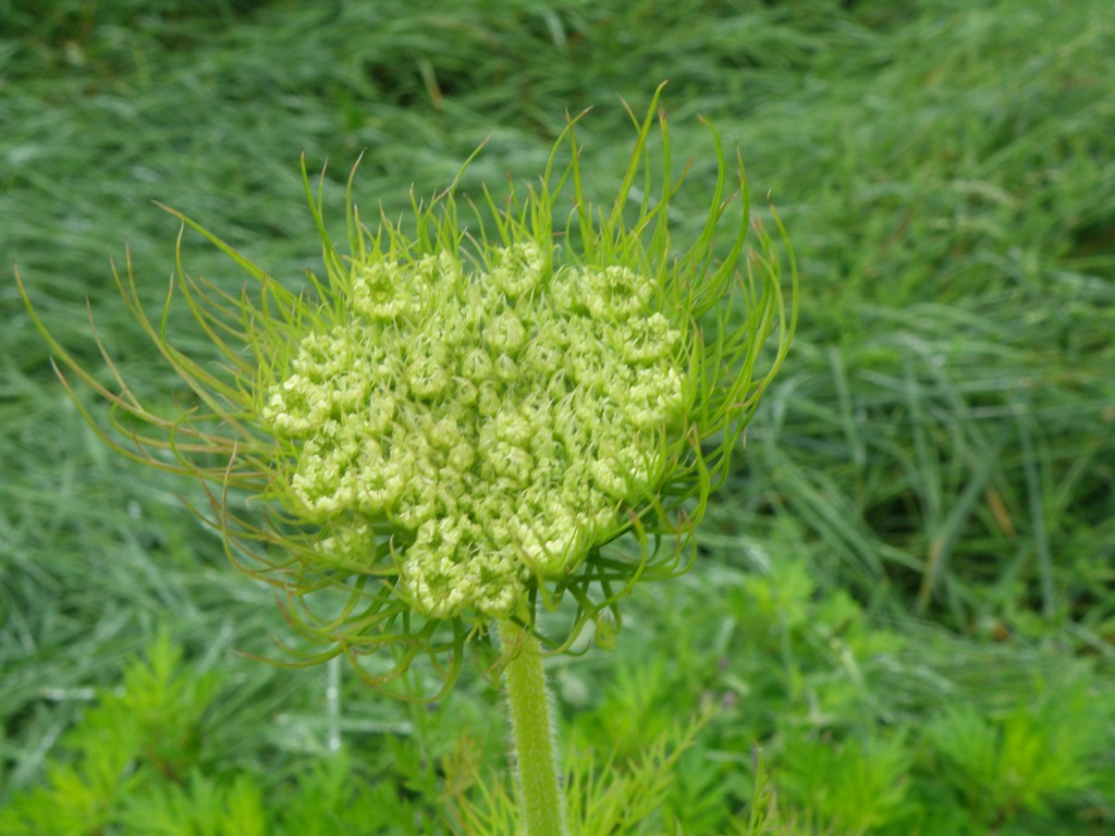 Daucus sp.