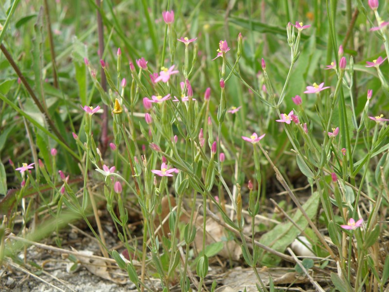 Centaurium pulchellum / Centauro elegante