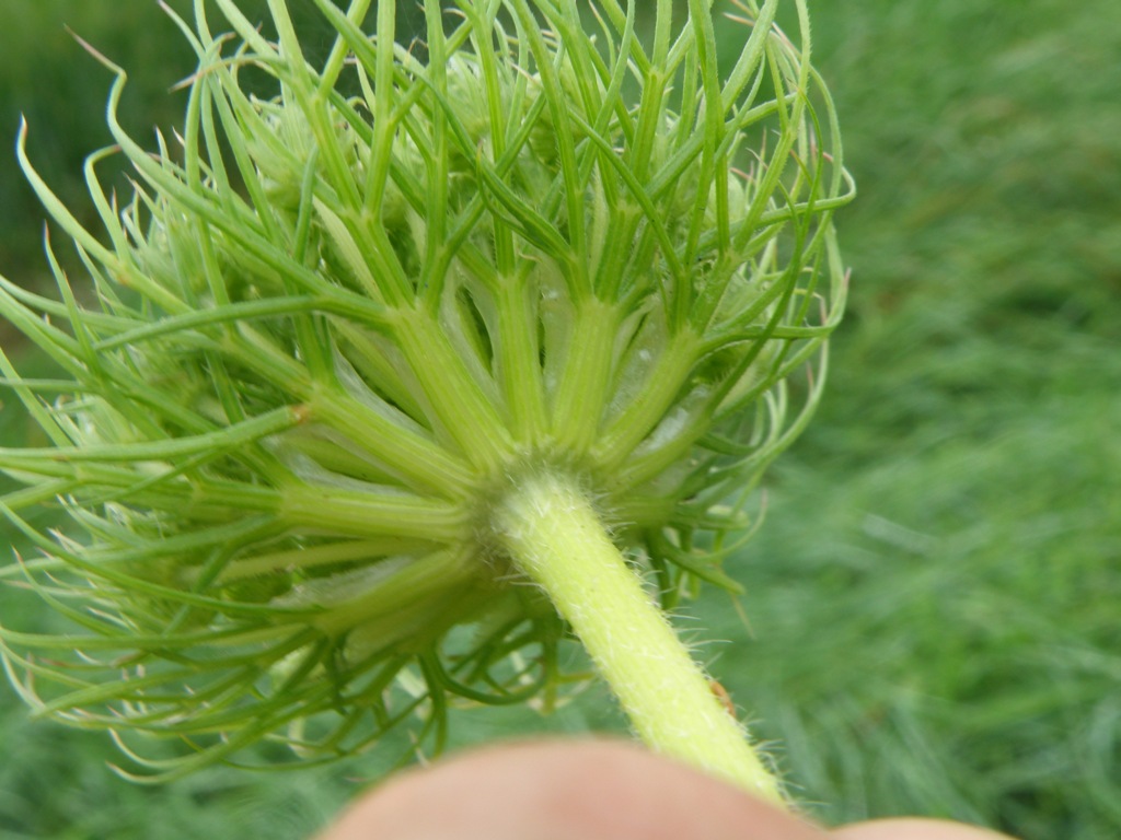 Daucus sp.