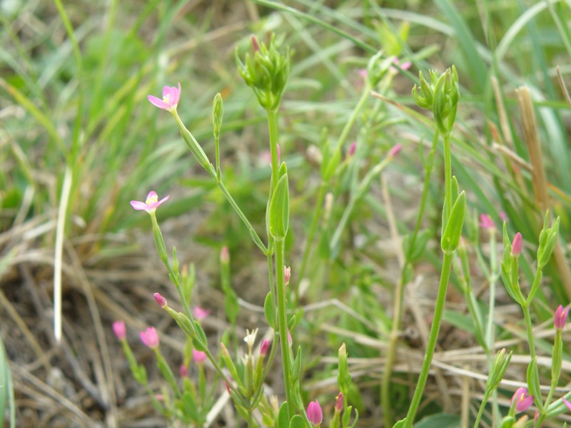 Centaurium pulchellum / Centauro elegante