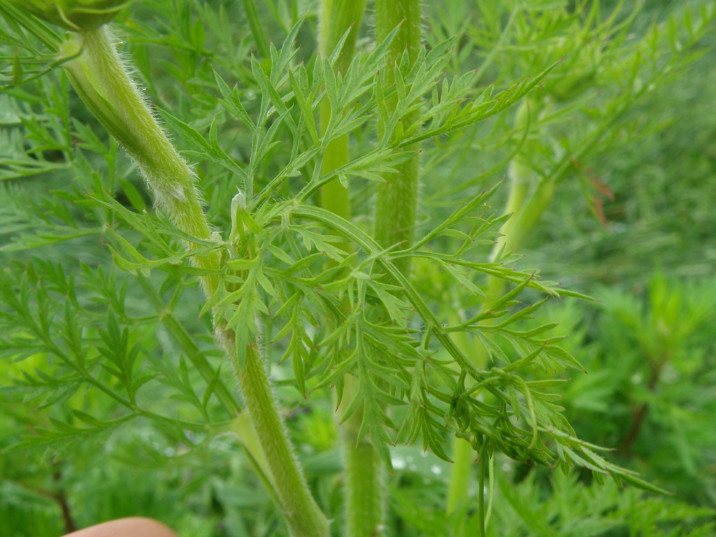 Daucus sp.