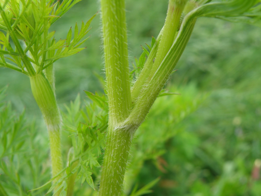 Daucus sp.