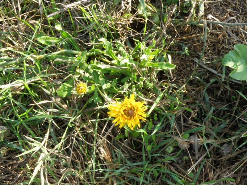 lusus di una Calendula