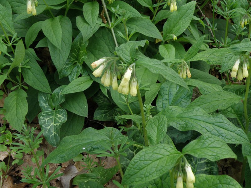 Symphytum tuberosum