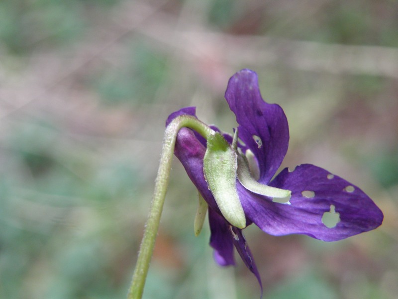 Viola odorata