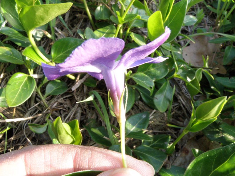 Vinca major