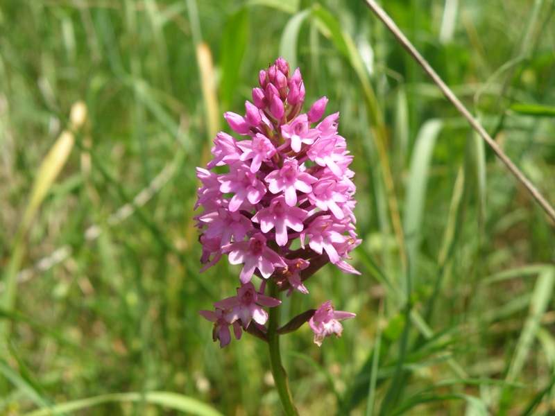 Anacamptis pyramidalis