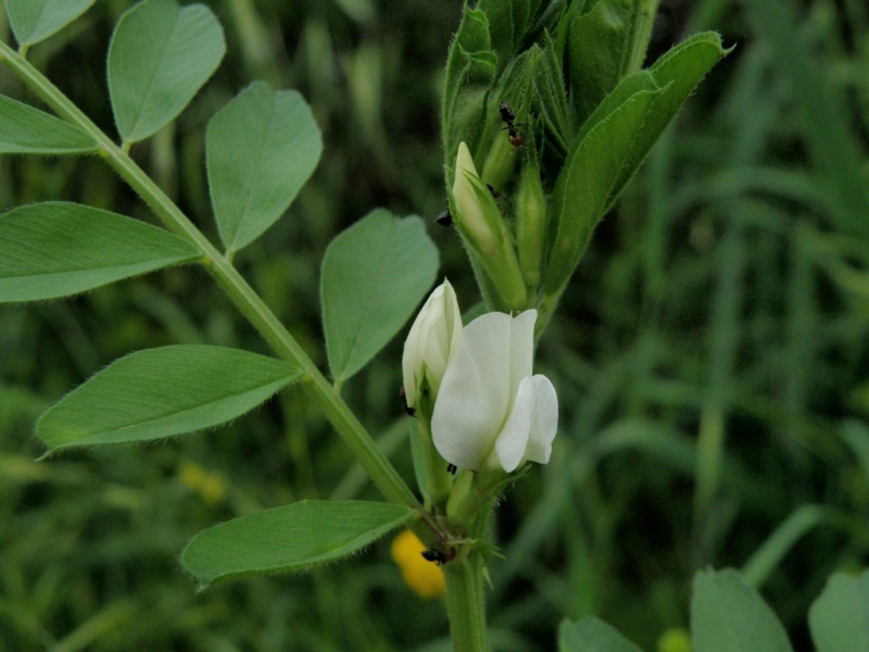 Vicia sativa sl.