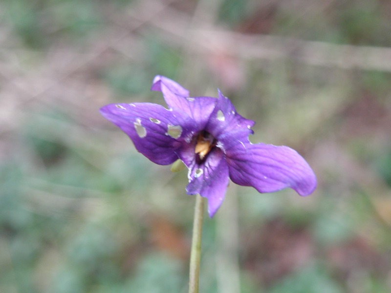 Viola odorata