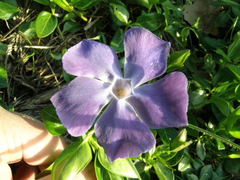 Vinca major