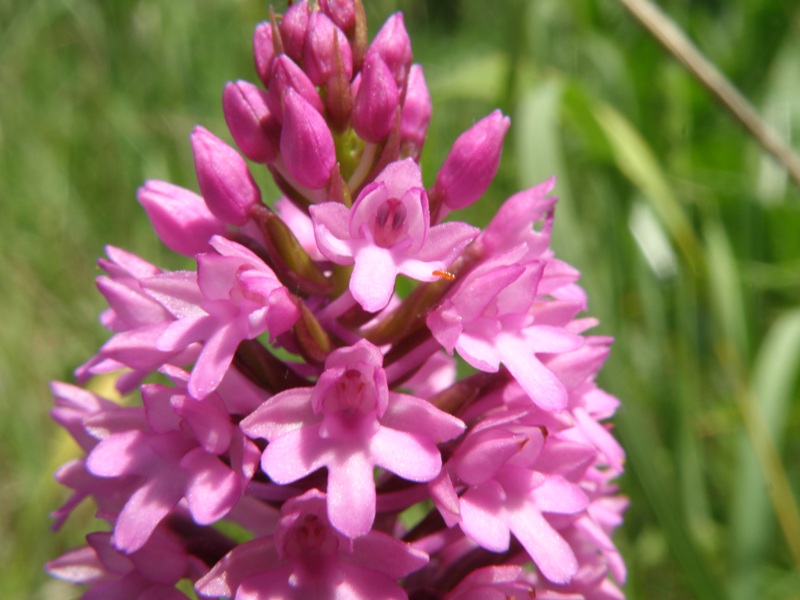 Anacamptis pyramidalis