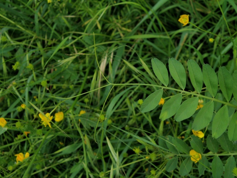 Vicia sativa sl.