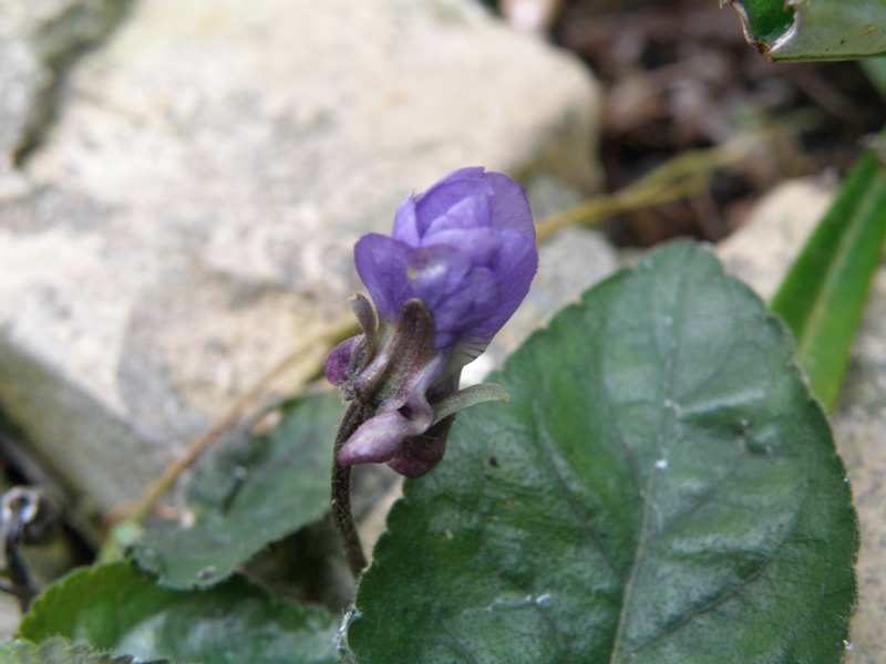 Viola odorata