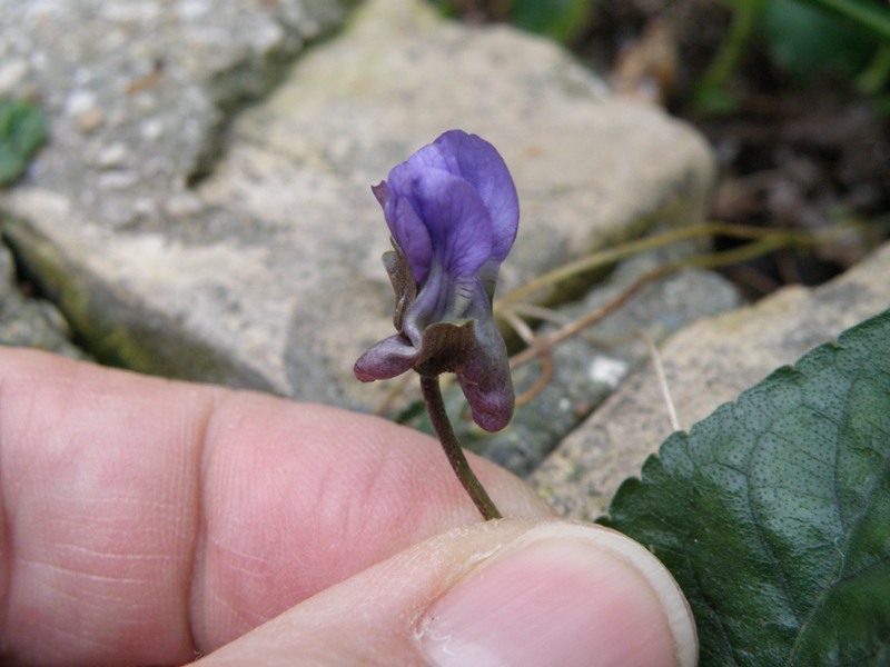 Viola odorata