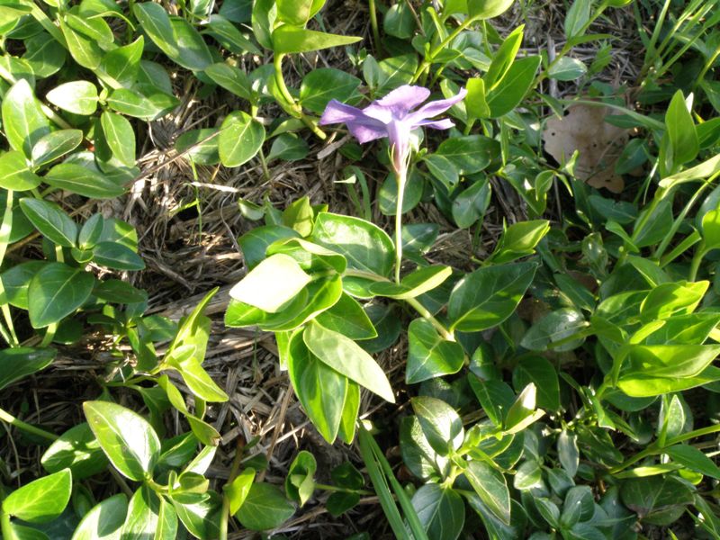 Vinca major