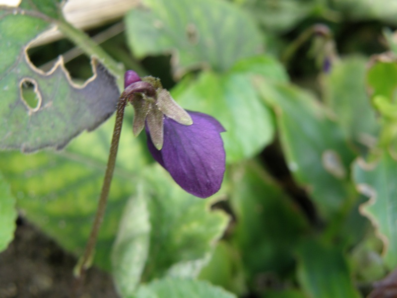 Viola odorata