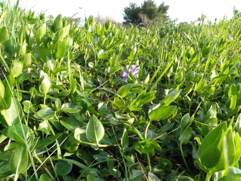 Vinca major