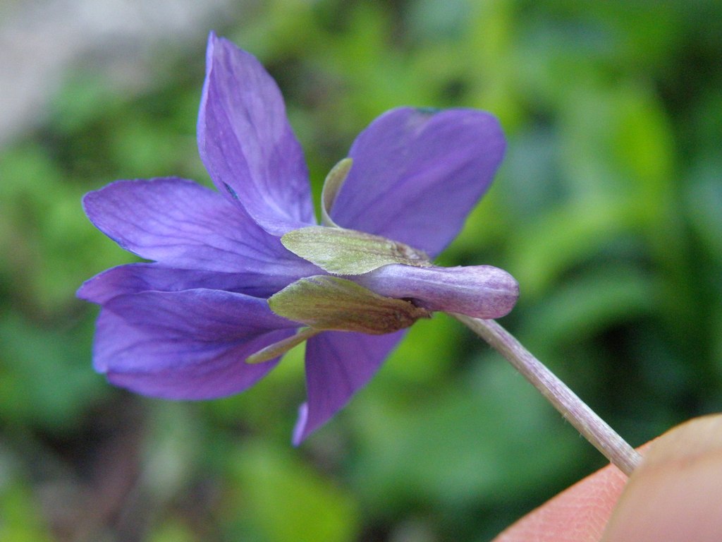Viola alba subsp. dehnhardtii