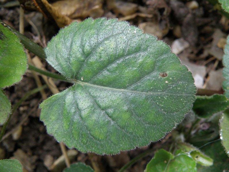 Viola odorata