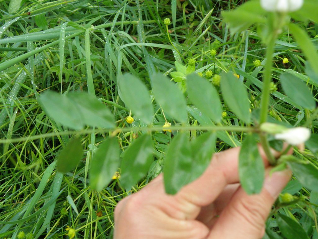 Vicia sativa sl.