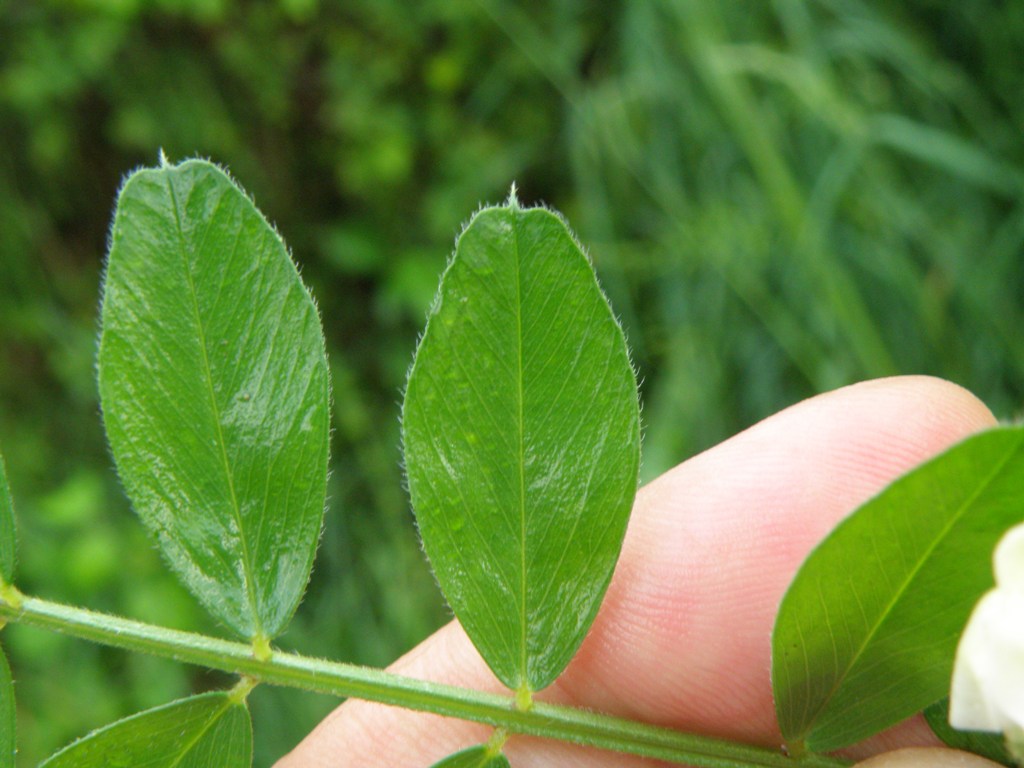 Vicia sativa sl.