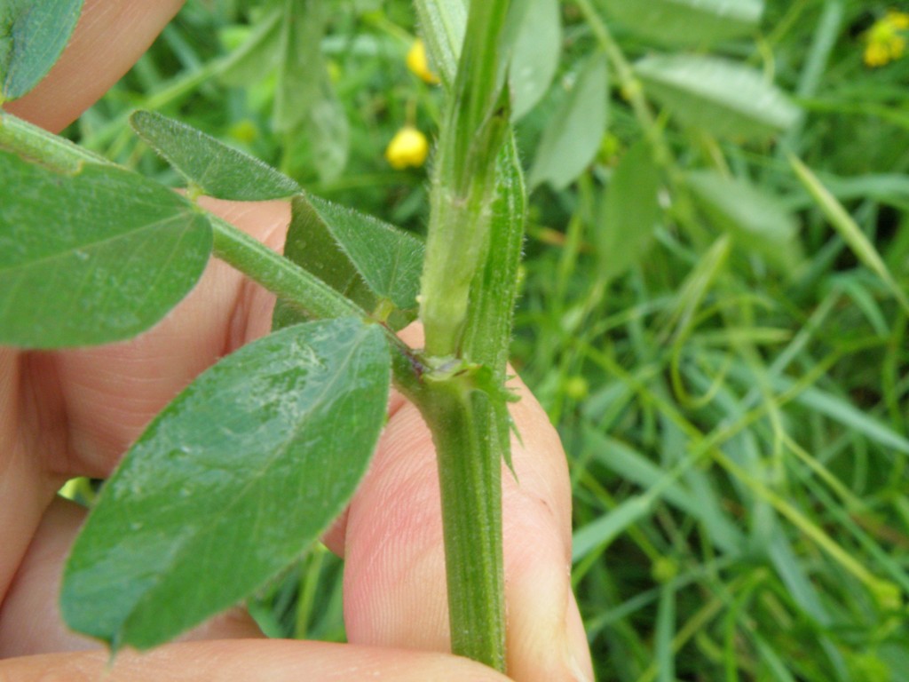 Vicia sativa sl.