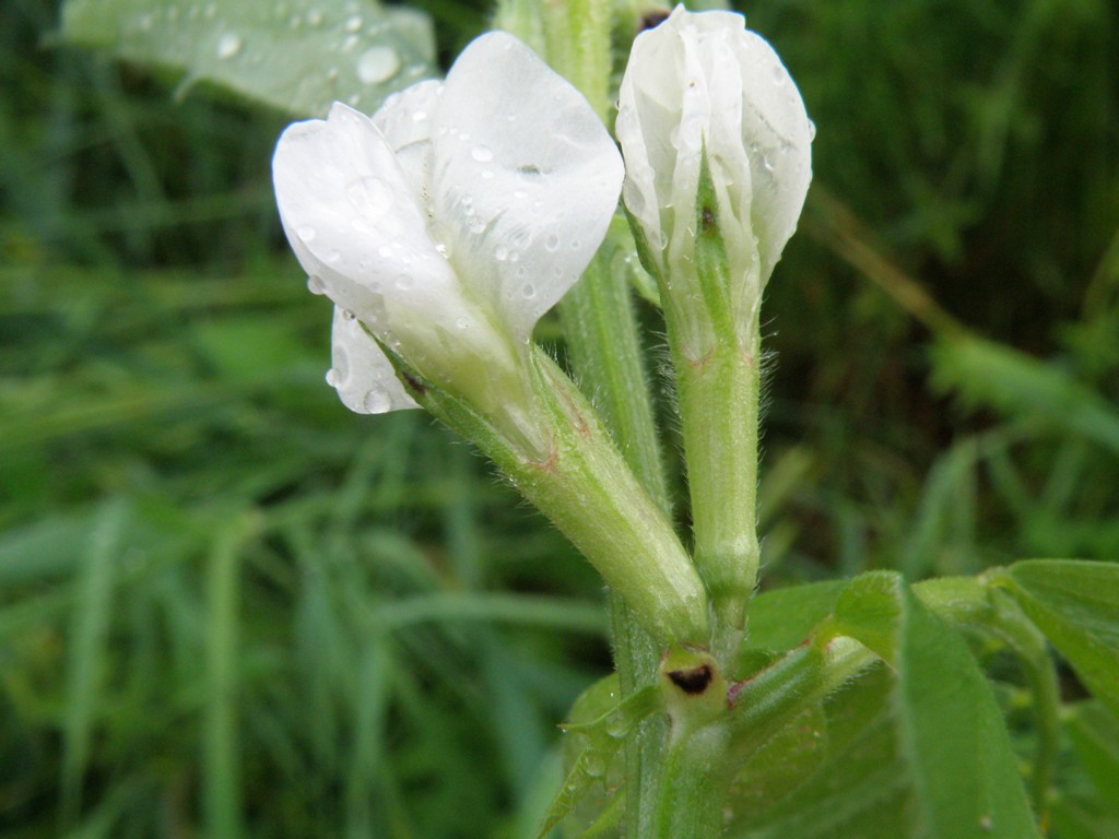 Vicia sativa sl.