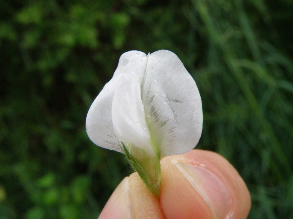 Vicia sativa sl.