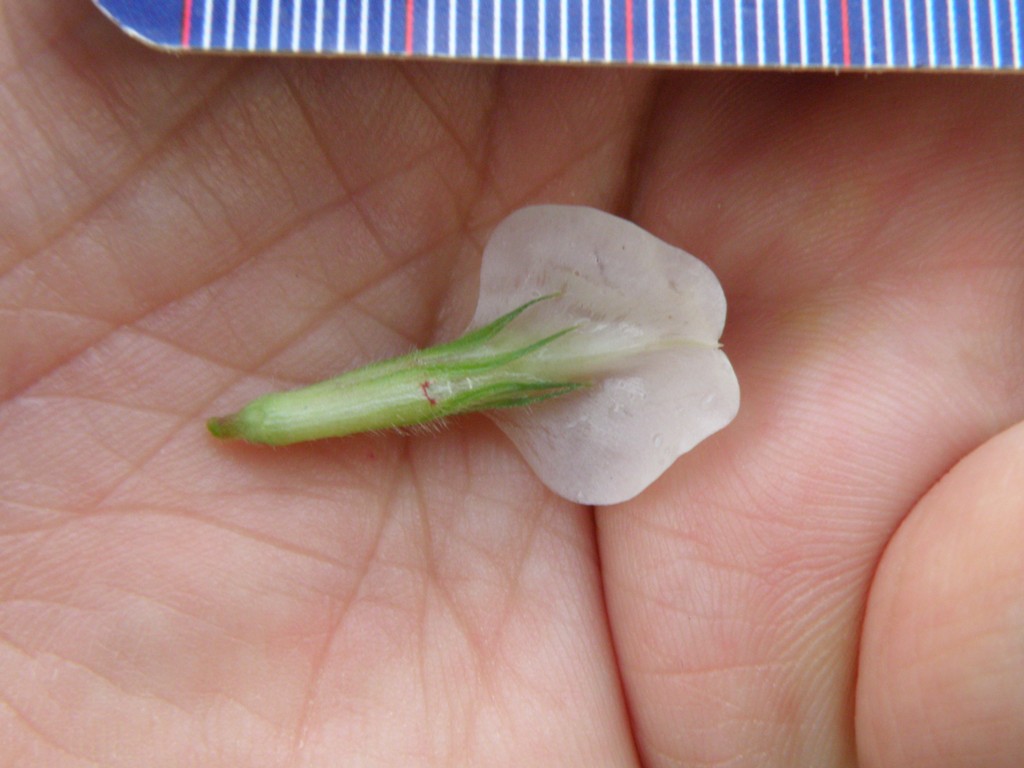 Vicia sativa sl.