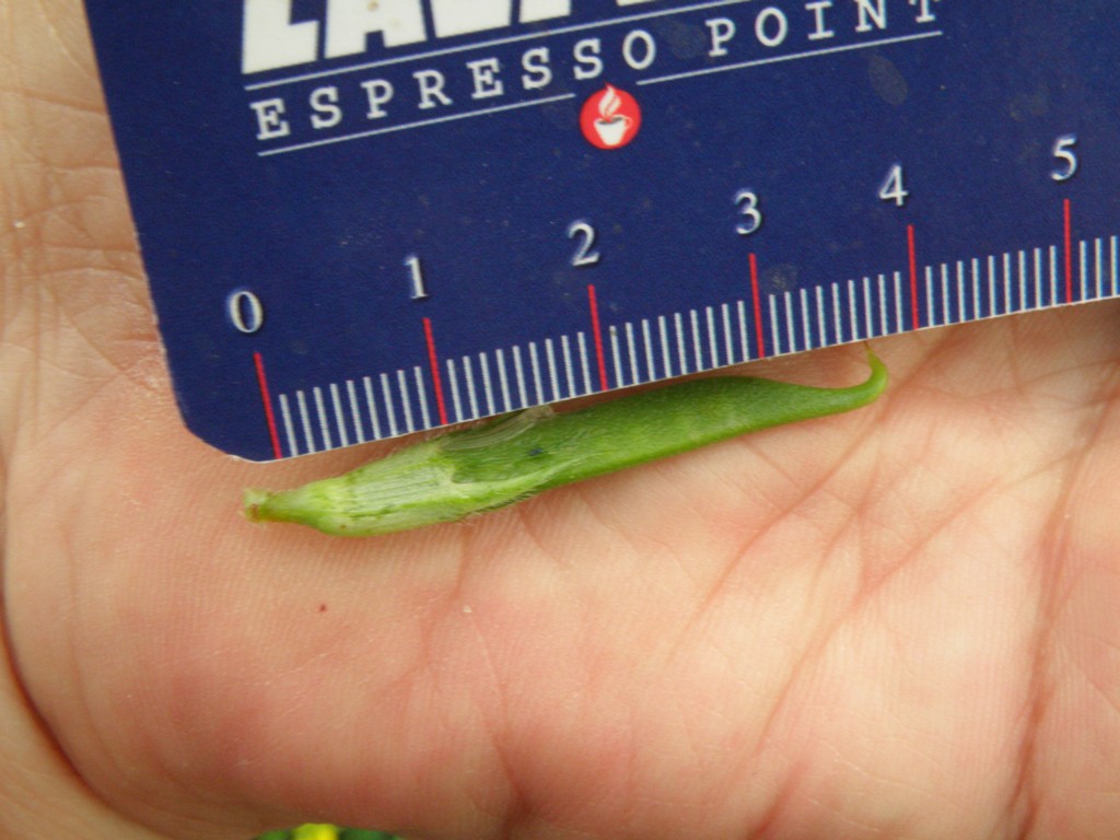 Vicia sativa sl.