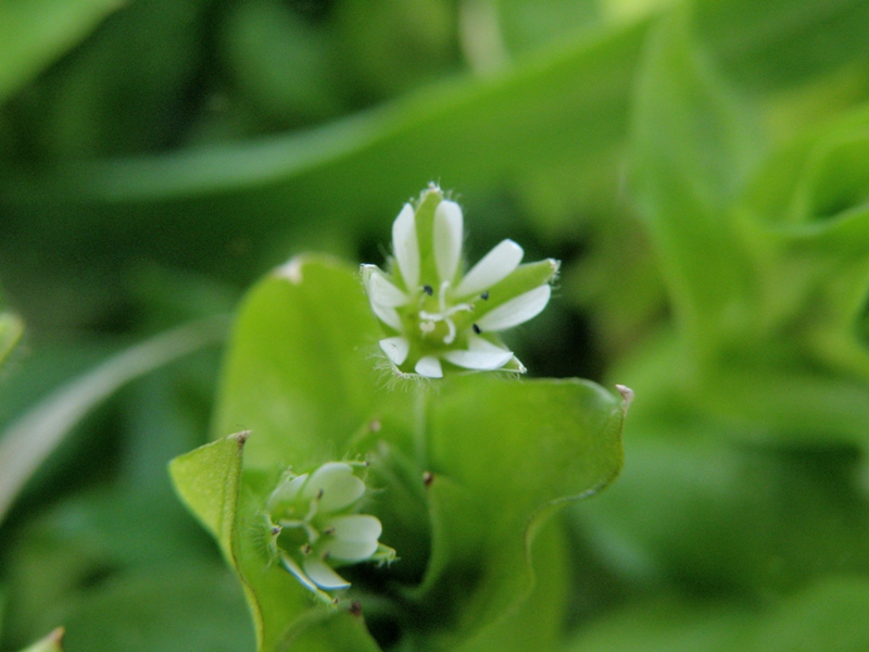 Stellaria media