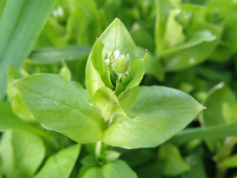 Stellaria media