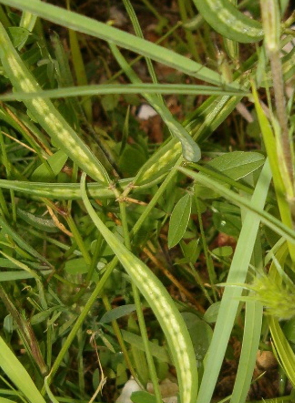 Trifolium angustifolium e Securigera securidaca