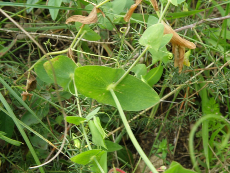 Lathyrus aphaca / Cicerchia bastarda