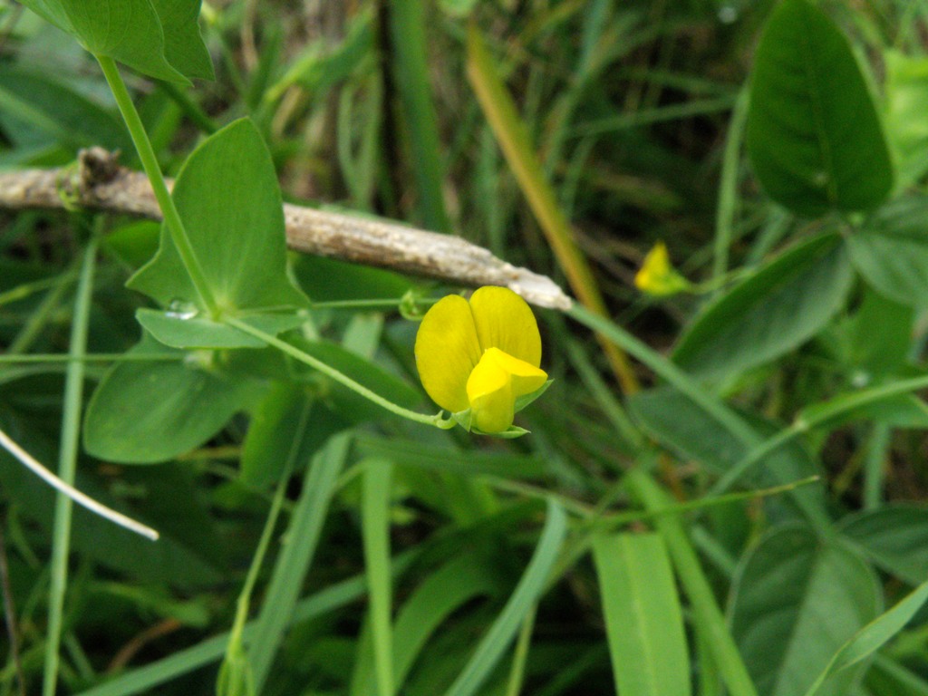 Lathyrus aphaca / Cicerchia bastarda