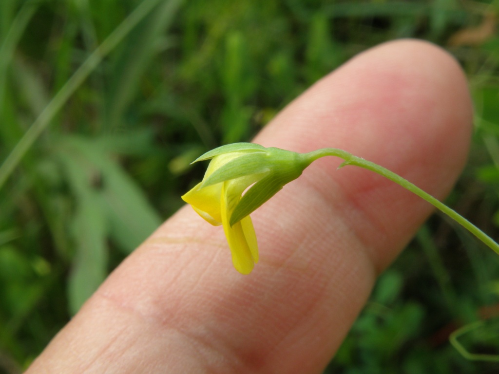 Lathyrus aphaca / Cicerchia bastarda