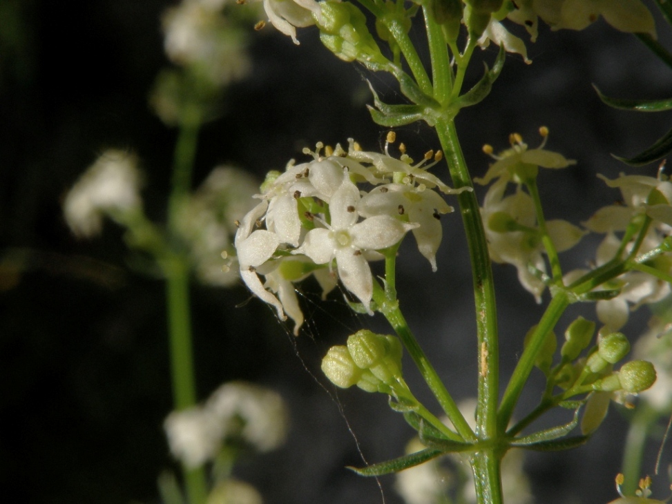 Galium lucidum sl. / Caglio lucido