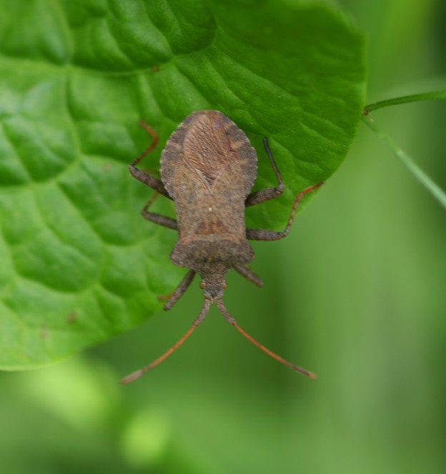 Coreidae: Coreus marginatus