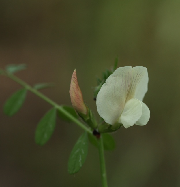 Vicia grandiflora / Veccia farfallona