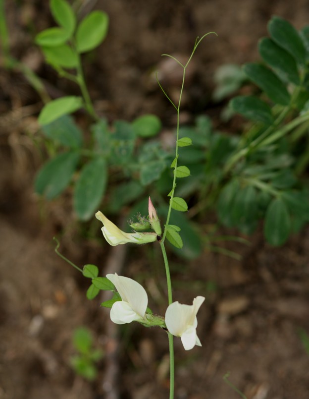 Vicia grandiflora / Veccia farfallona