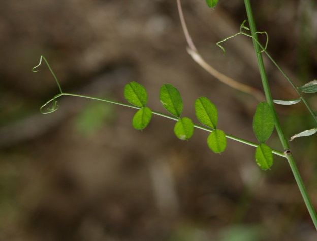 Vicia grandiflora / Veccia farfallona