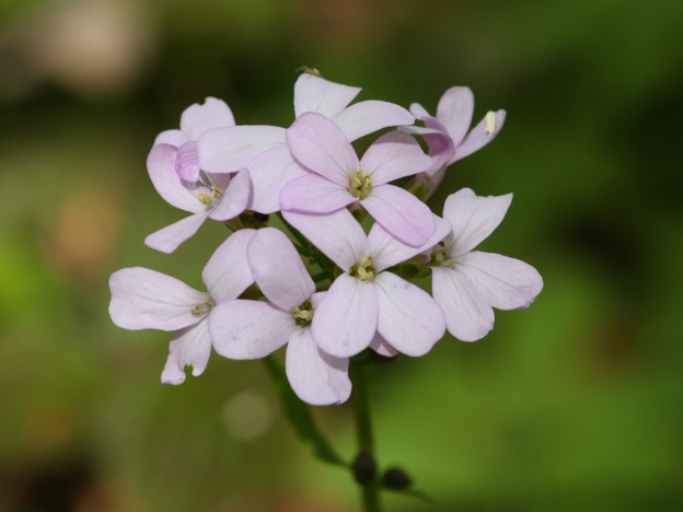 Cardamine bulbifera