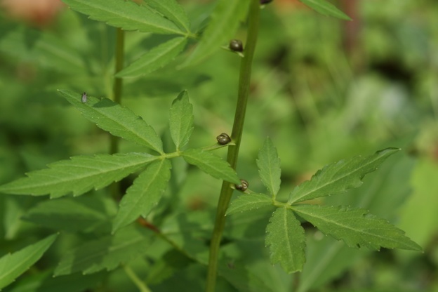 Cardamine bulbifera